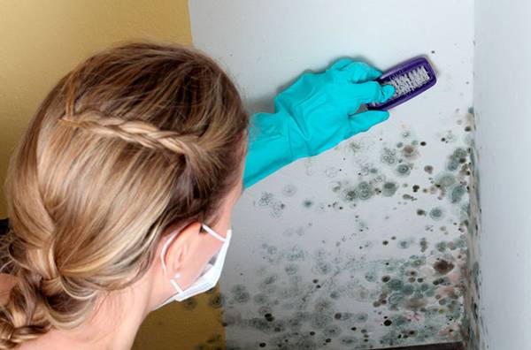 Чем убрать плесень со стен в квартире - фото