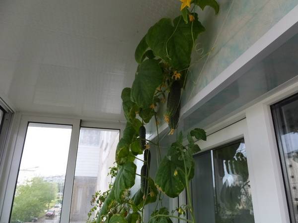 Мини-огородик: огурцы на балконе, 5 правил выращивания с фото
