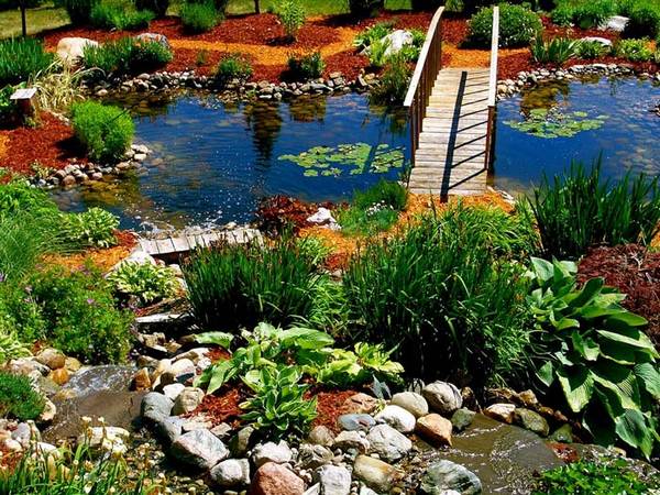 Водные растения для пруда - профессиональные советы по выбору - фото